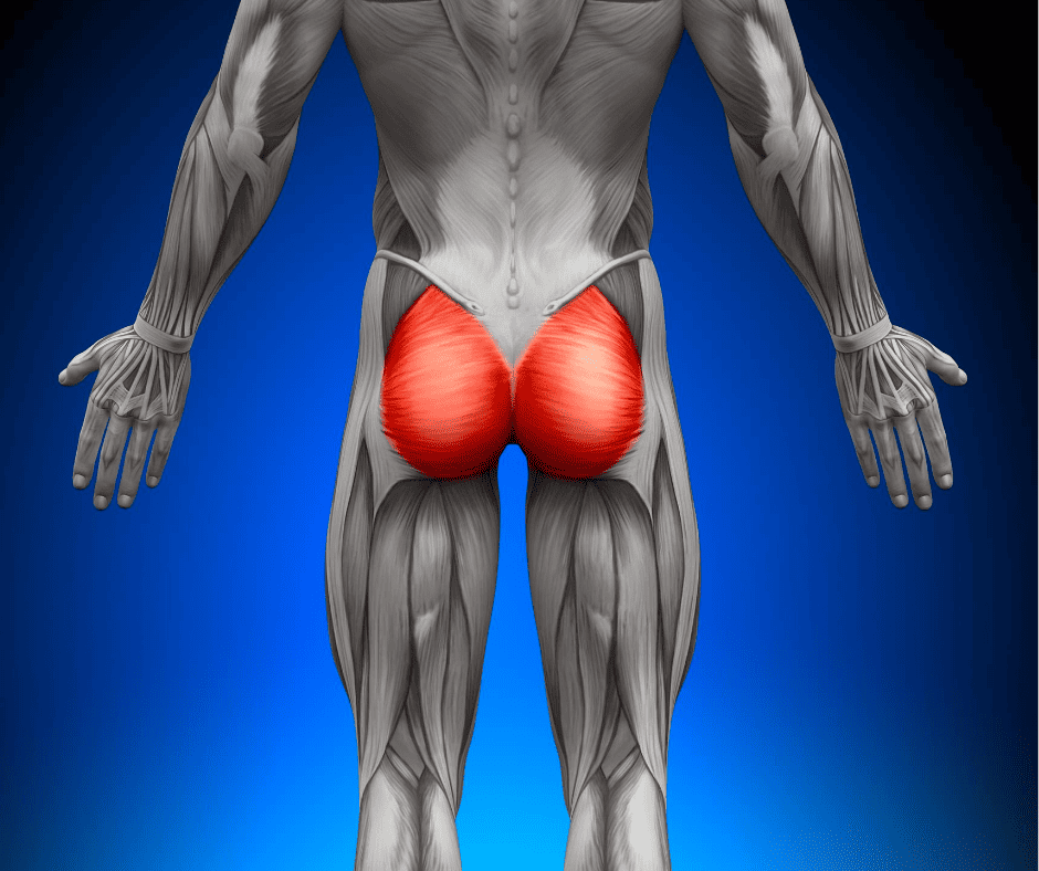 Exercises for gluteus maximus